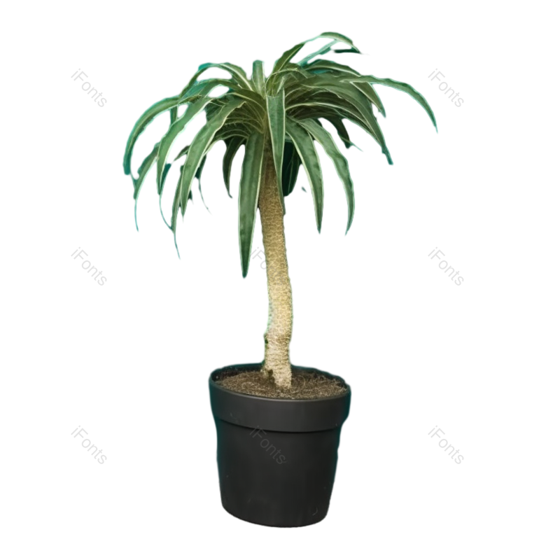 叶子图片,装饰元素,现代PNG,摄影免抠素材